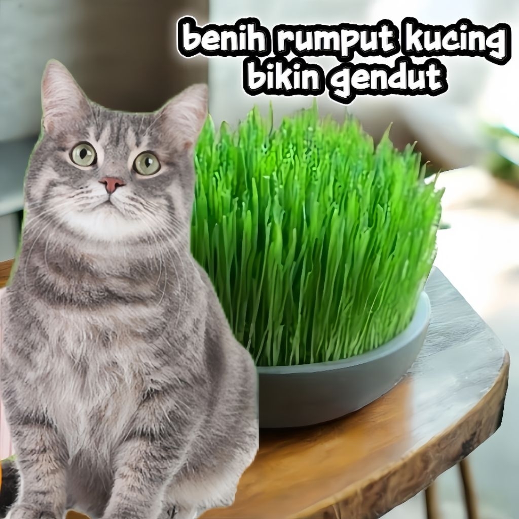 1000 Biji Benih Rumput Kucing Bibit Wheatgrass Rumput Makanan Kucing Rumput Unggul