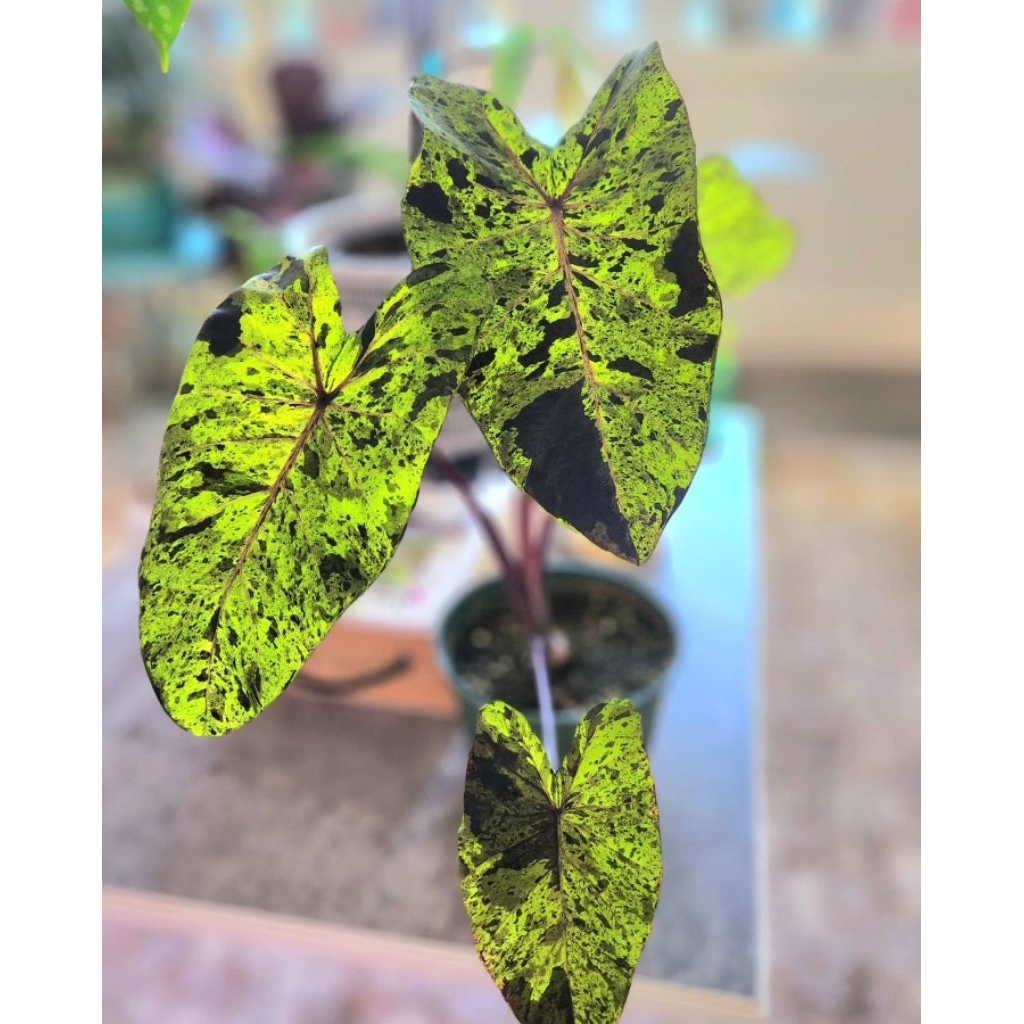 tanaman hias colocasia mojito / caladium mojito