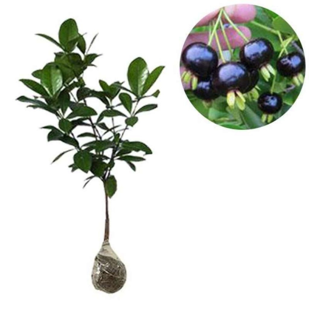 Tanaman Black Cherry Bibit Black Pitomba Cherry Hitam