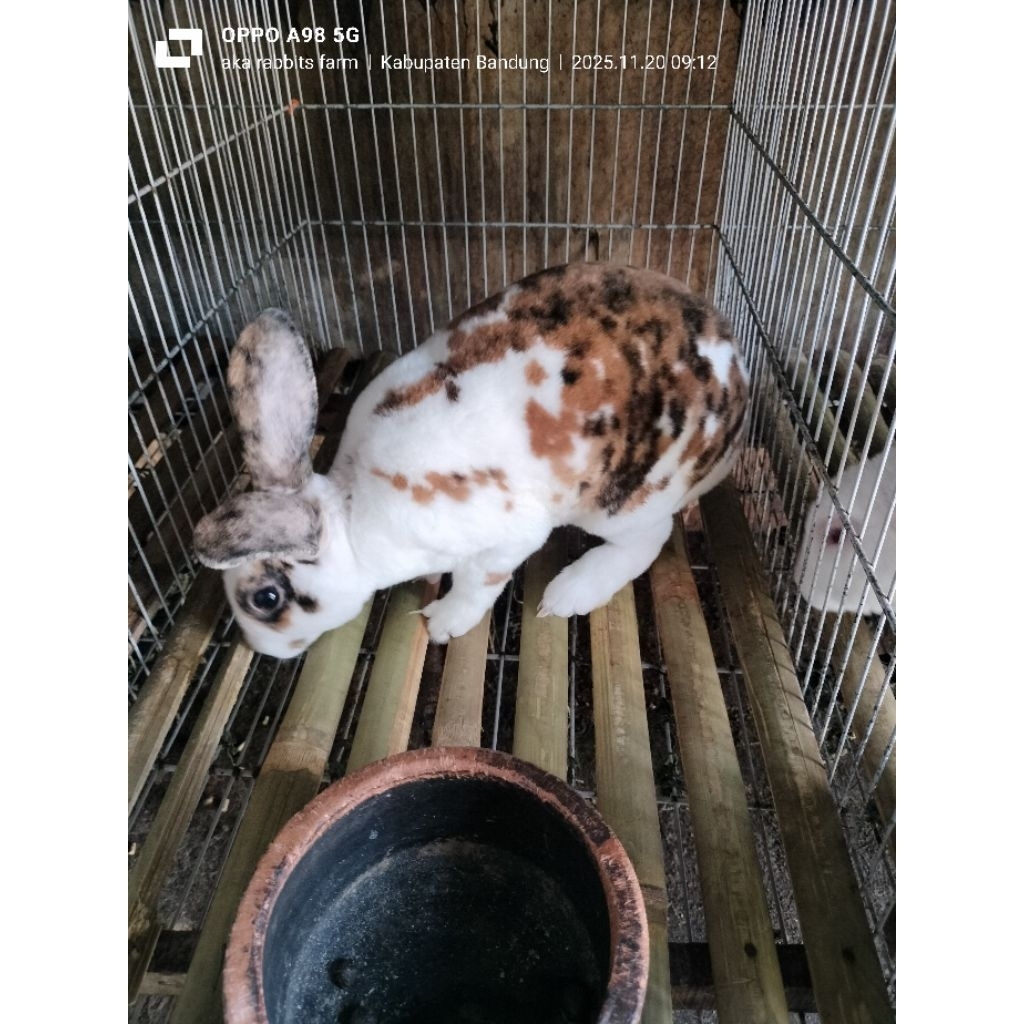 sepasang kelinci rex trico dewasa