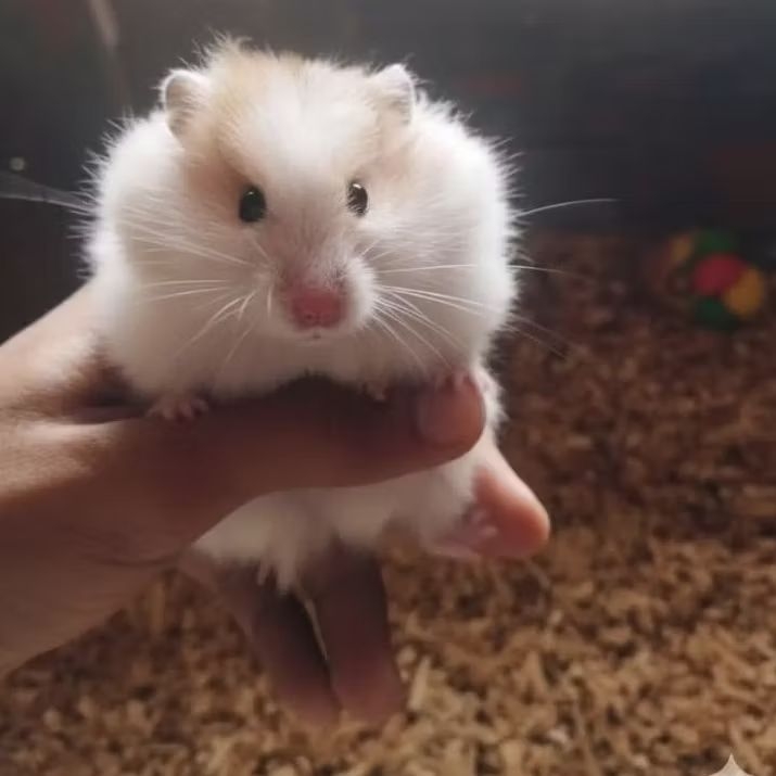 hamster syirian Long Hair siap kawin