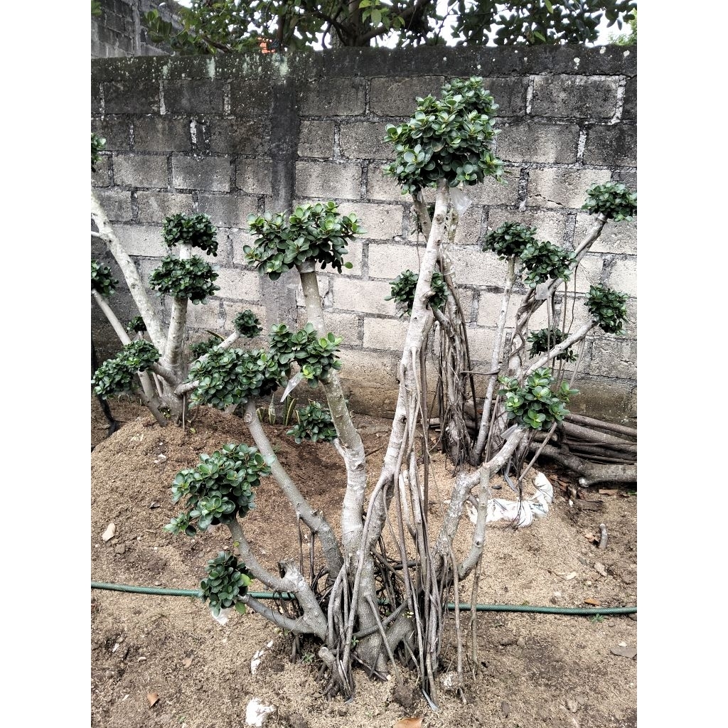 Beringin dolar Korea mikro daun mangkok, dolar Korea mikro tinggi 130-150cm