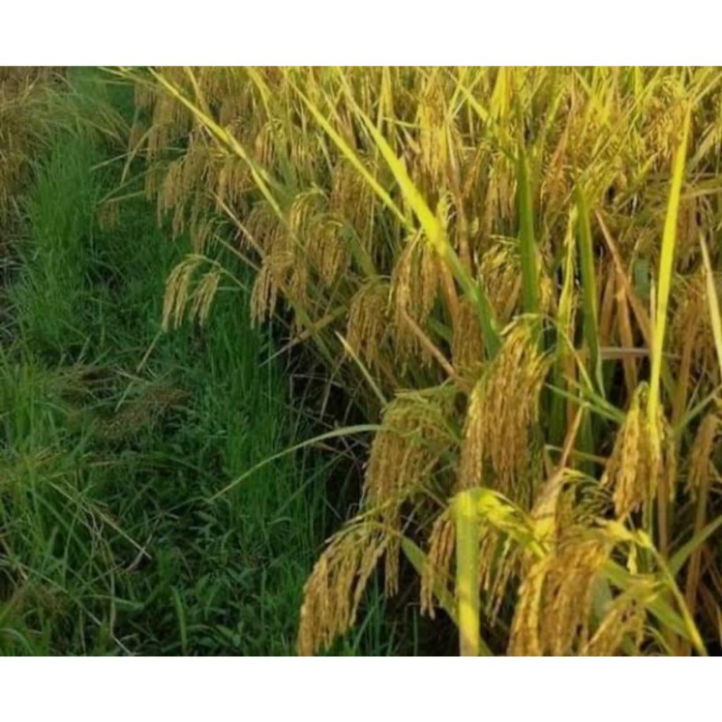 Benih padi bibit padi CIHERANG SUGIH kualitas original kemasan 1kg