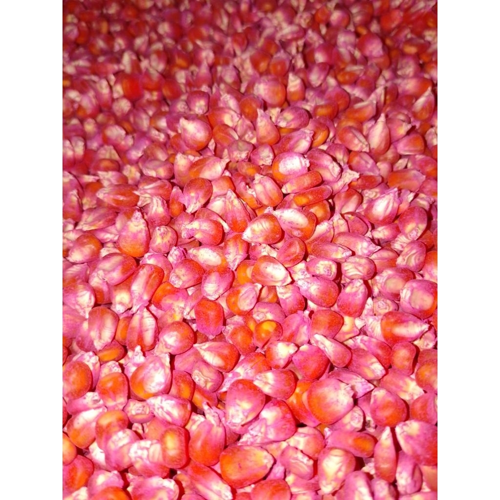 benih jagung sumo perkasa