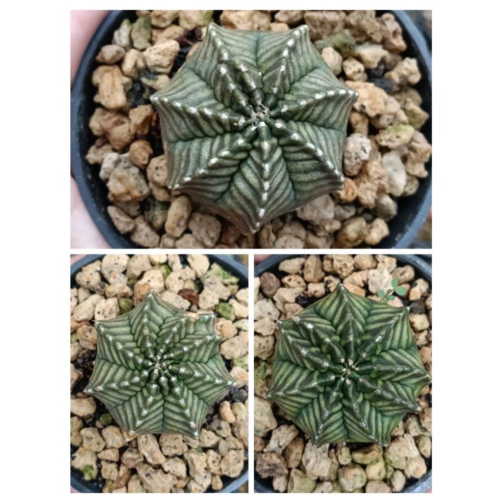 kaktus gymno Lb pandan/kaktus unik