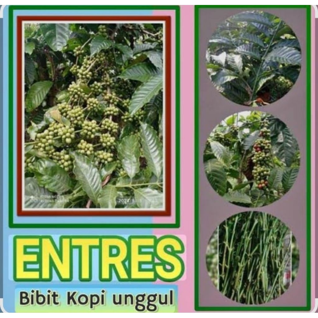 saretus pcs bibit entres sambung pucuk kopi robusta