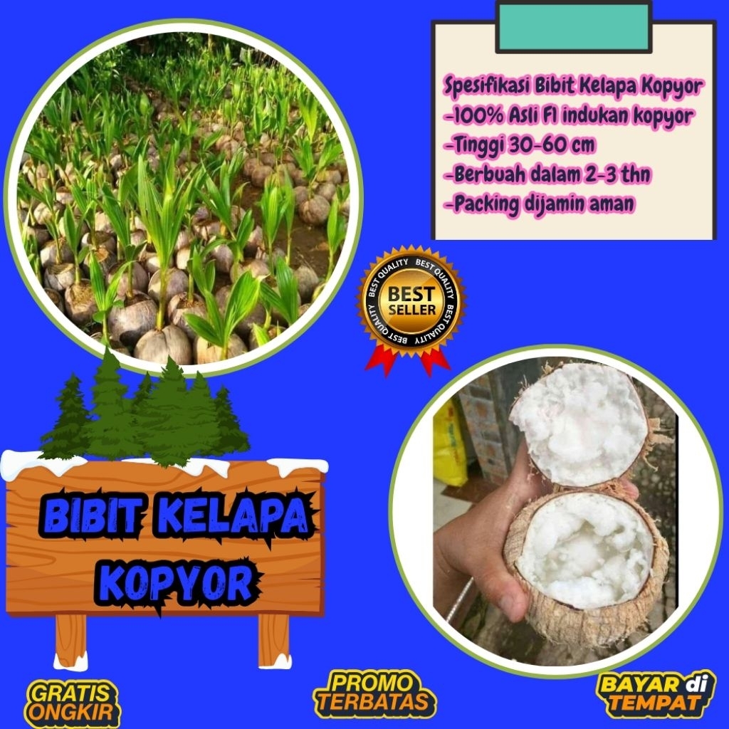 TERPERCAYA  Bibit Kelapa Kopyor Trubus