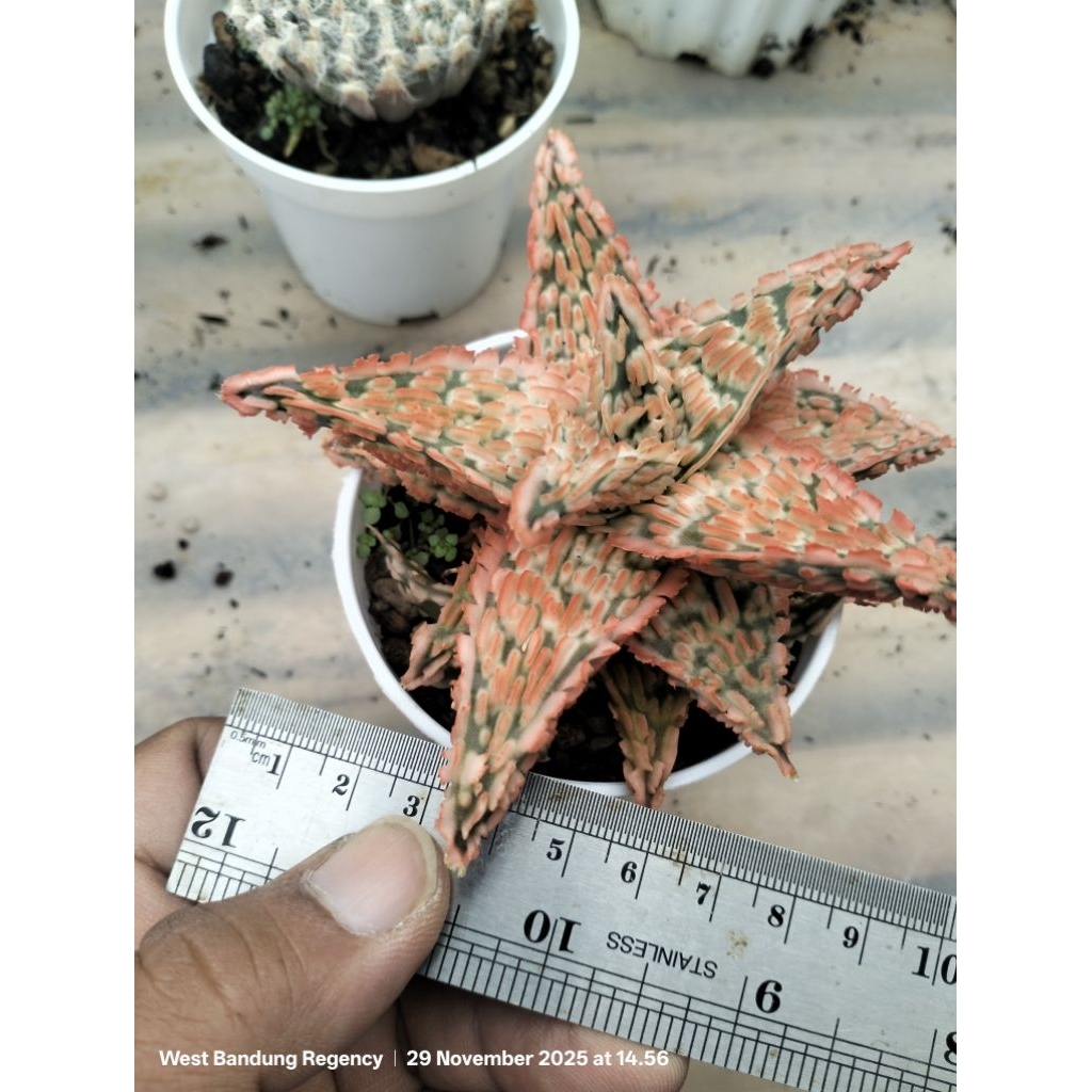 aloe hibrid TCT, seedling