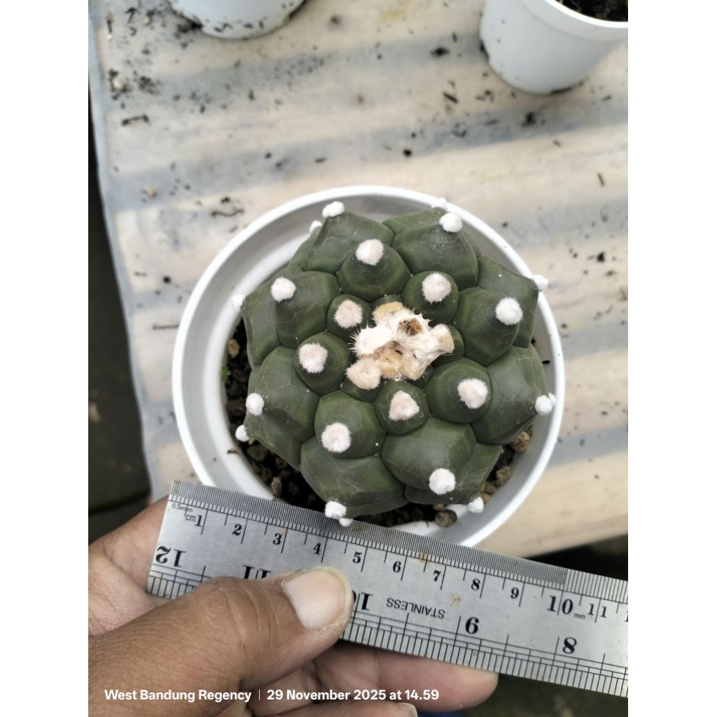 astrophytum asterias kikko turtle