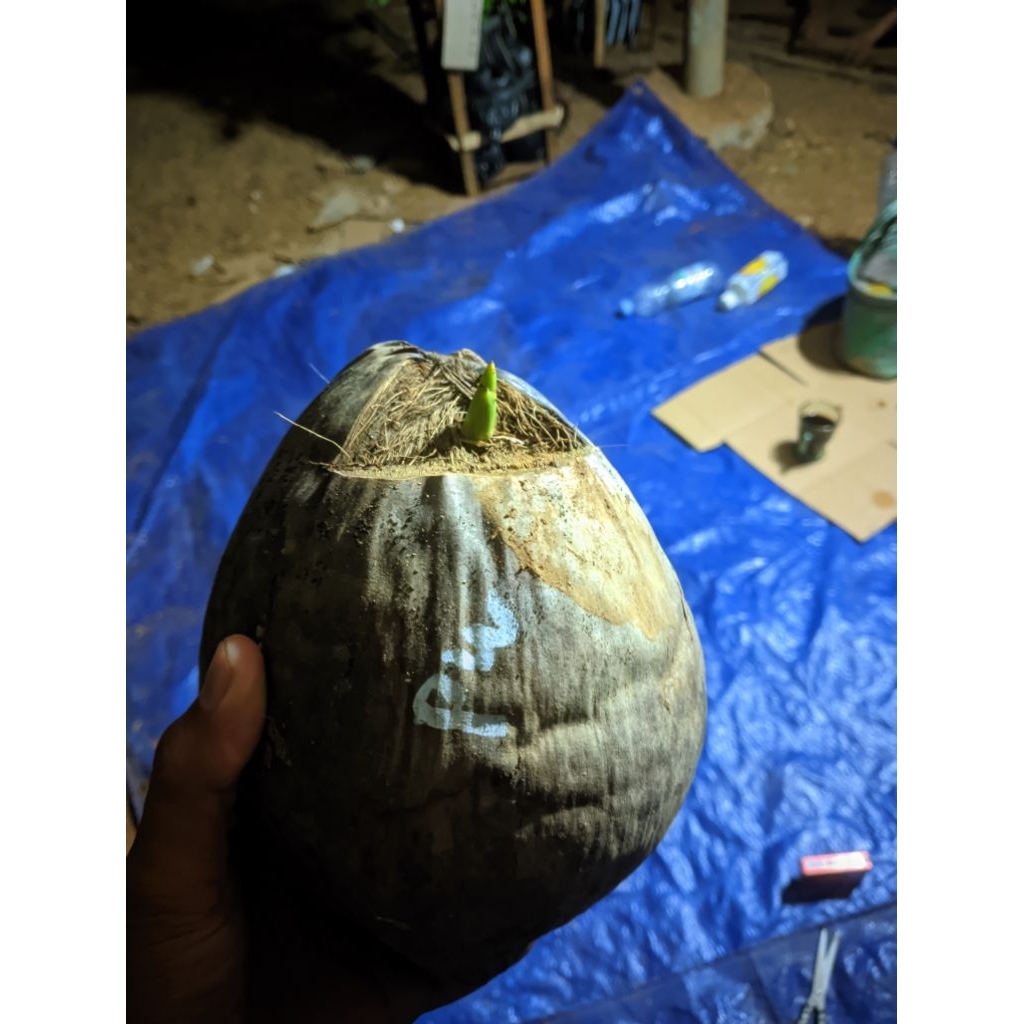bibit kelapa pandan wangi