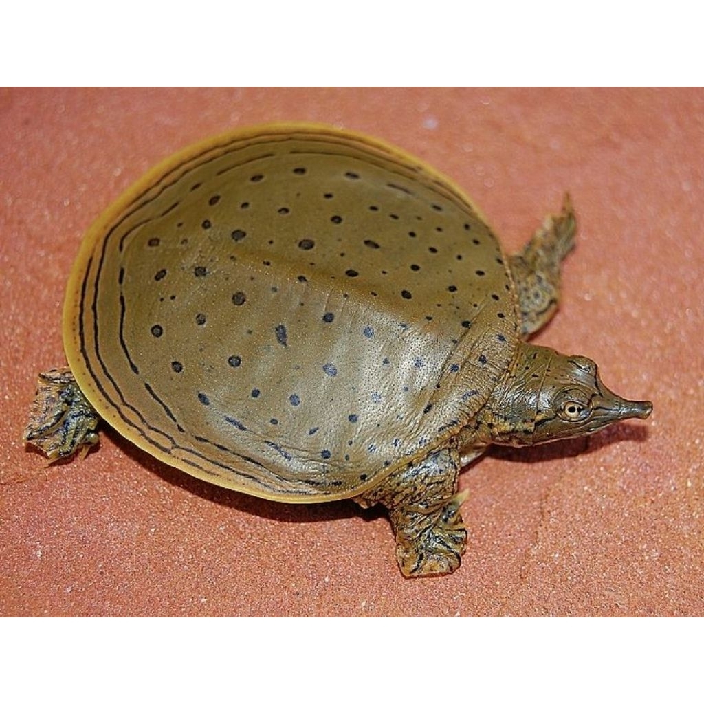 hiasan akuarium labi labi/bulus