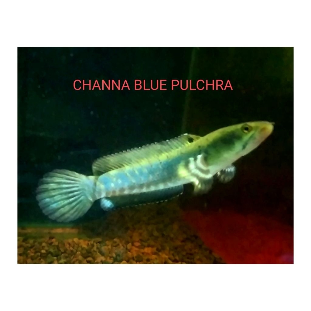 koleksi blue pulkra snakehead