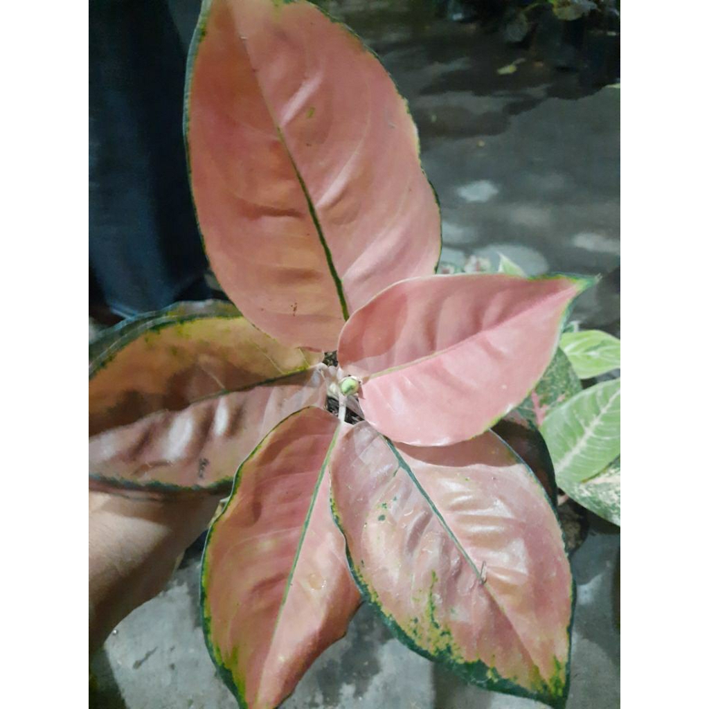 paket red diamond dan kochin