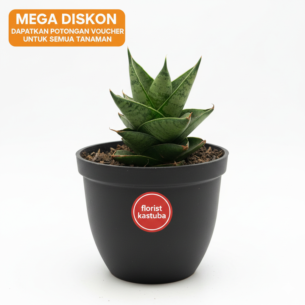 Tanaman sensivera Hybrid Pagoda Tower Mini