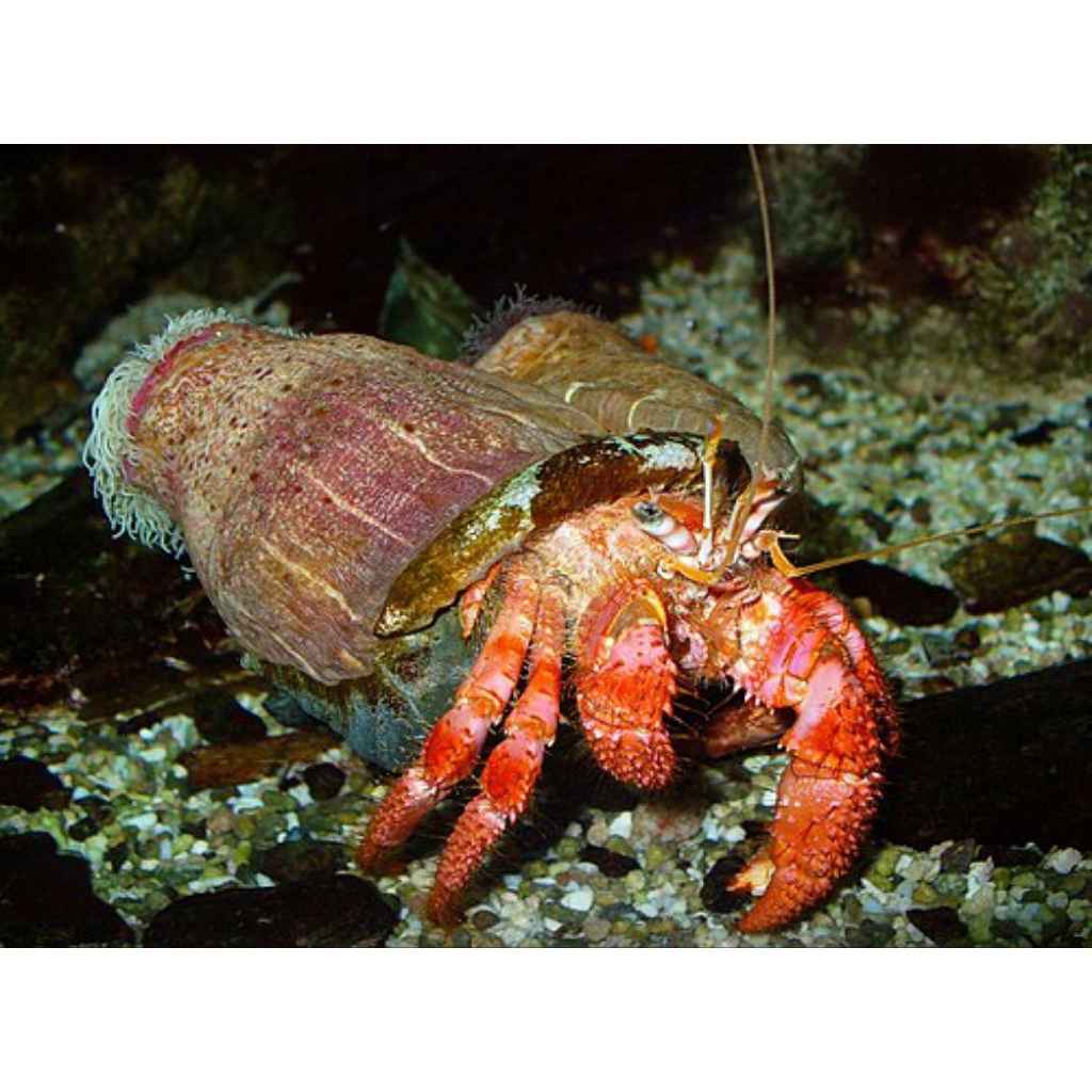 KELOMANG LAUT/ KELOMANG KAKI MERAH