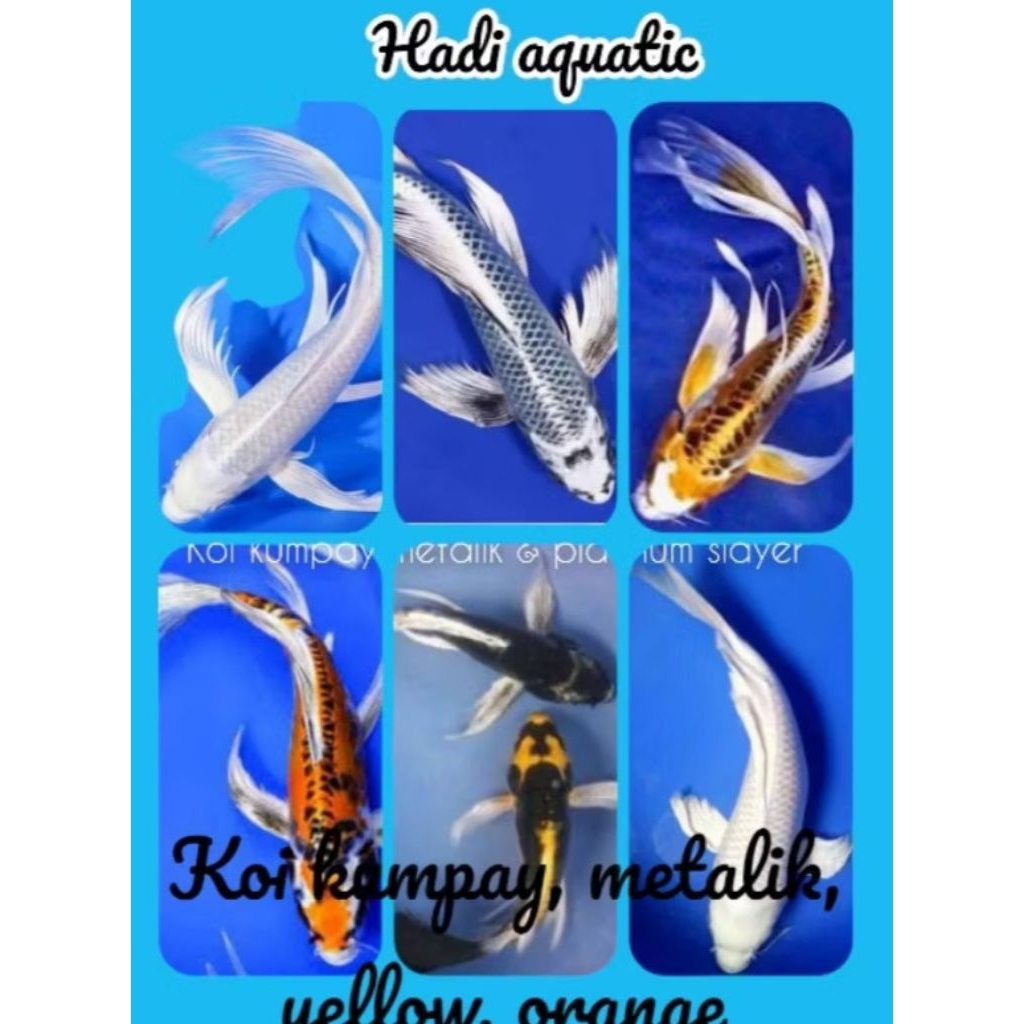 New Produk... 5 Eqr Anakan Koi Slayer Random/Hiasan Akuarium/putih bersih bonus umpan