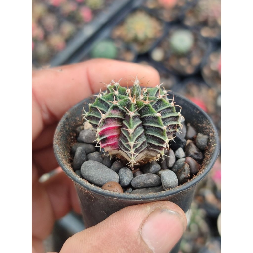 LB hybrid varigata seedling