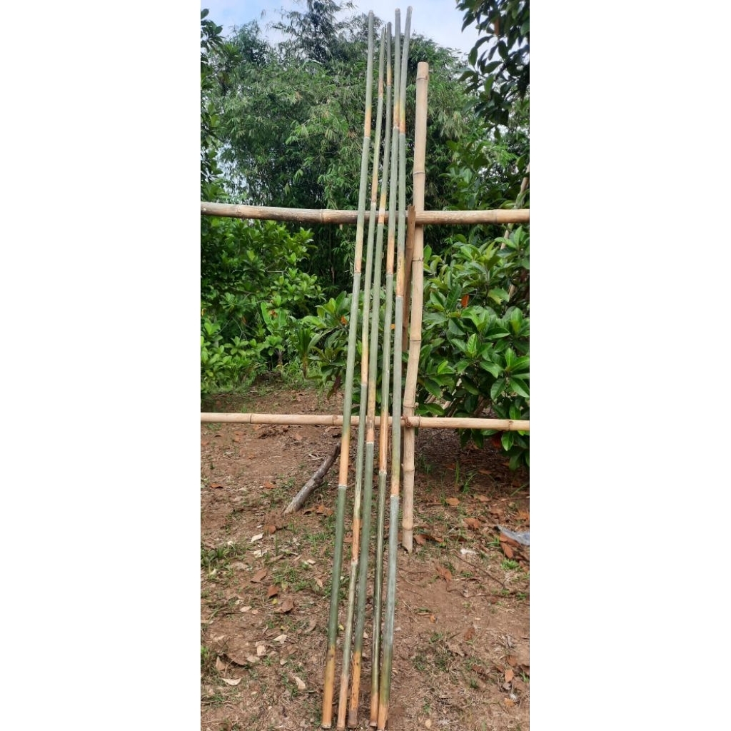 bambu tamiang panjang 4 meter