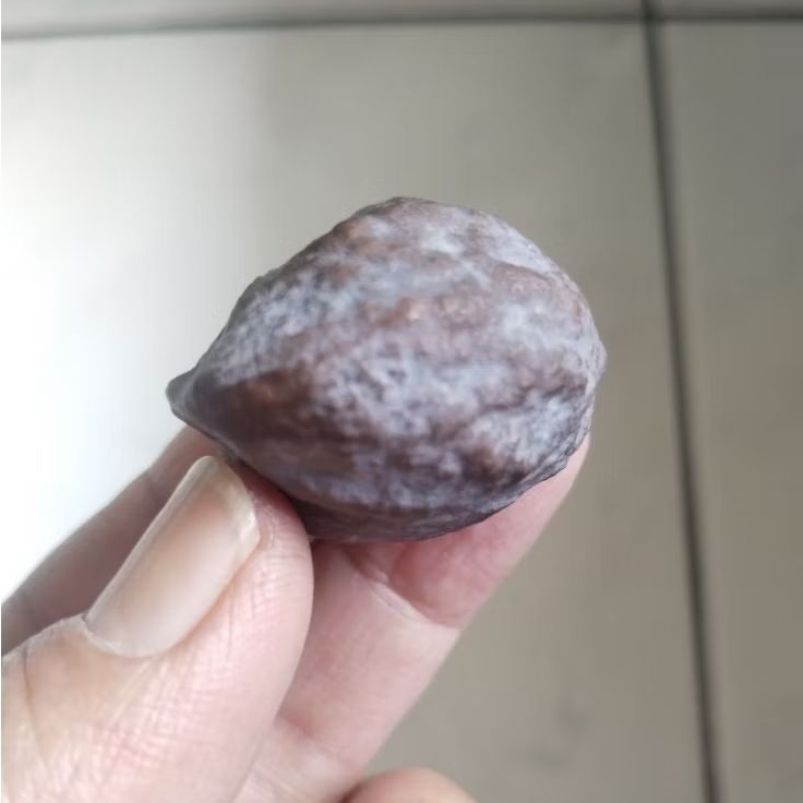 Kemiri adu Muncang adu Anak MD Mayit Dedi Urgen