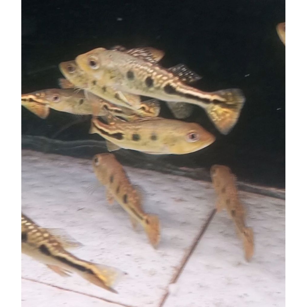 pbass kelberi bahia 8cm