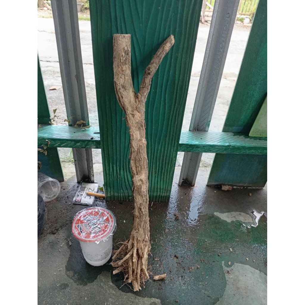 kemuning dongkelan akar batang kemuning loakal bahan bonsai