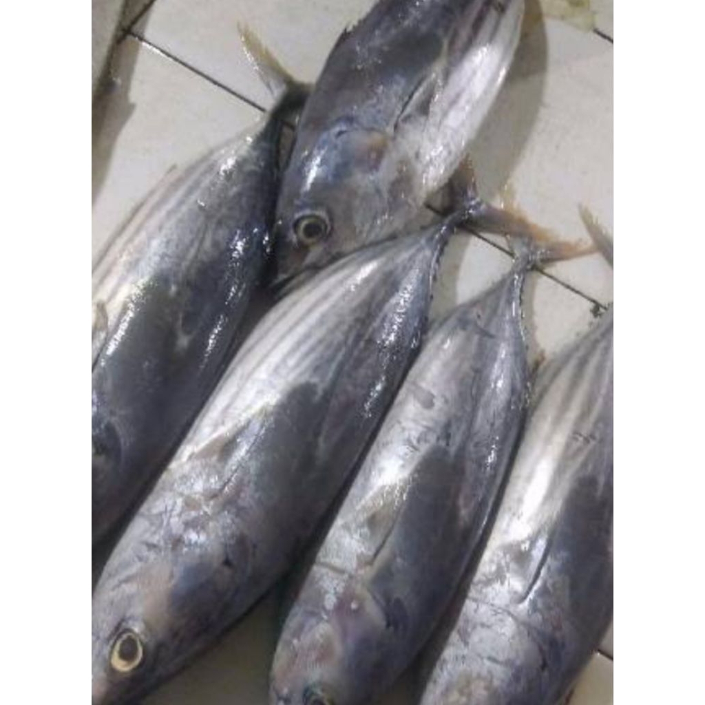 ikan tongkol sisik segar