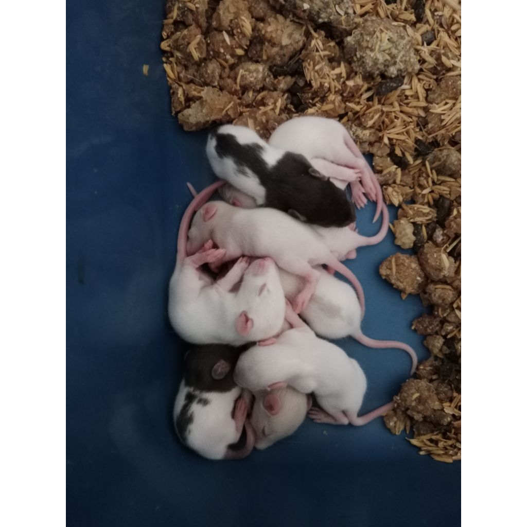 Pinkbul Rat Pinkies Bulu Rat Tikus Putih Pakan Reptile