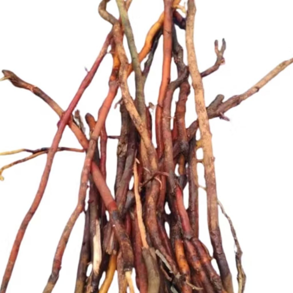 Akar kelapa Akar pohon kelapa segar 1 kg