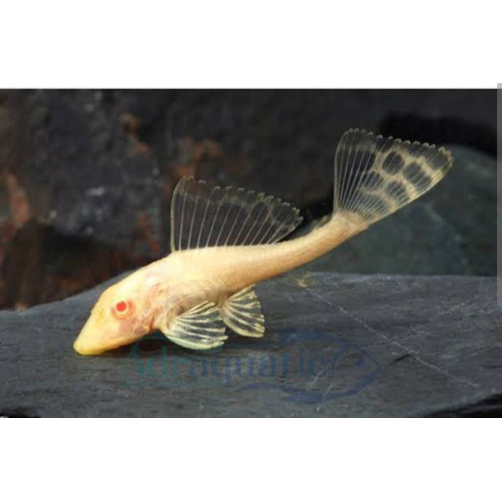 ikan sapu2 albino