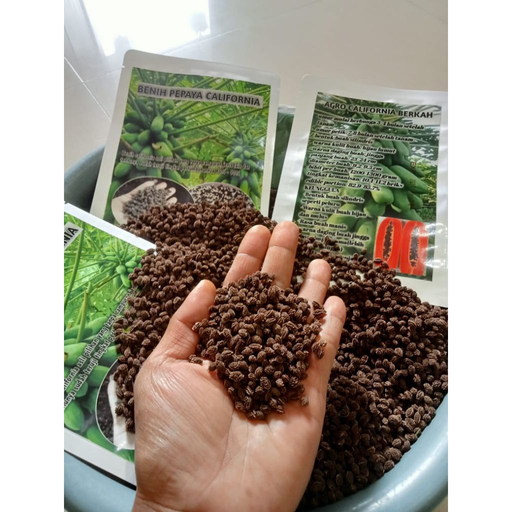 Benih unggul pepaya California kualitas terbaik 40gram