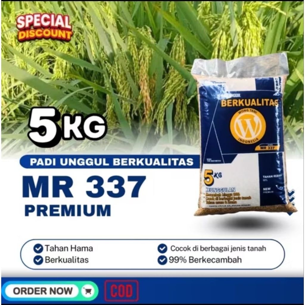 Gabah kering premium