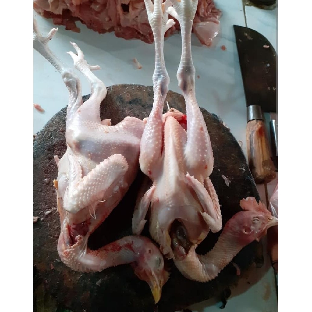 Ayam kampung asli umbaran fresh berat hidup 1kg
