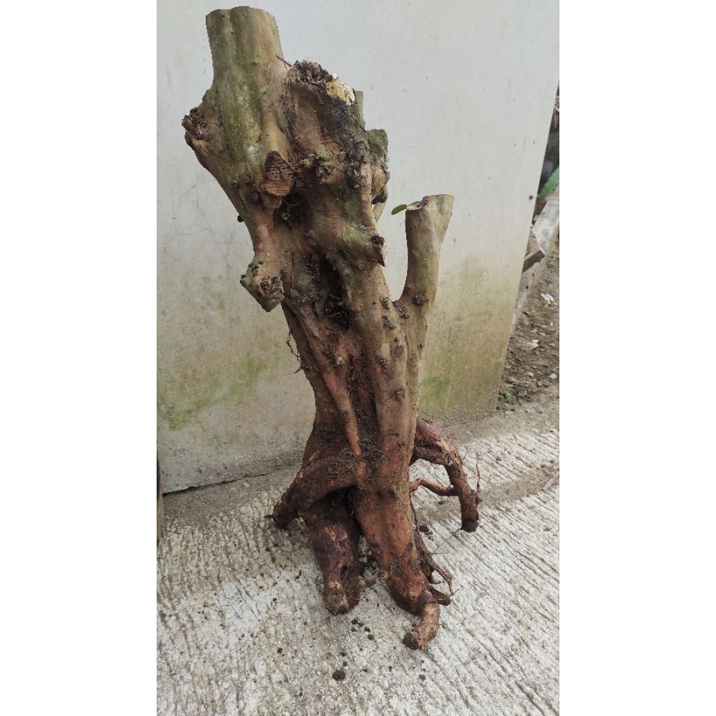 bahan bonsai dongkelan buah jambu biji merah jumbo realpic sesuai gambar