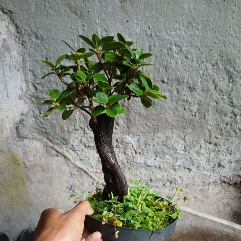 bonsai dolar micro