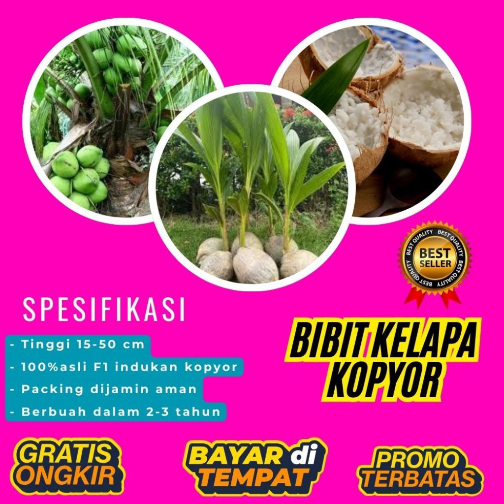 POHON PENDEK  Bibit Kelapa Kopyor Harga, Bibit Kelapa Kopyor Jelly, Bibit Kelapa Kopyor Jelly Thaila
