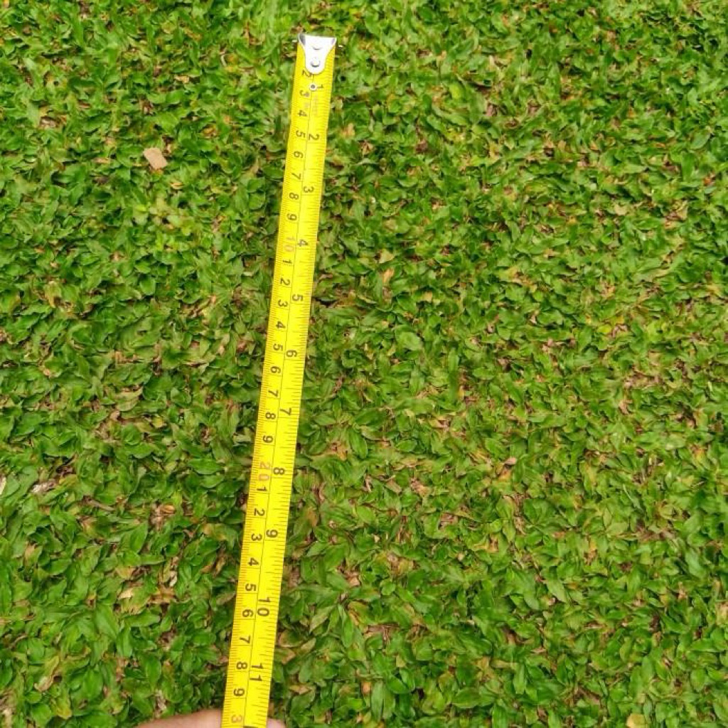 Rumput gajah mini hijau segar 1 meter / rumput hijau gajah mini