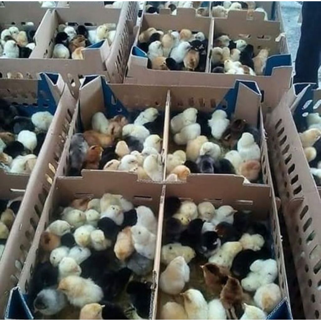 Grosir DOC AYAM KAMPUNG ASLI *AKA* VAKSIN per-Box isi 102 ekor.