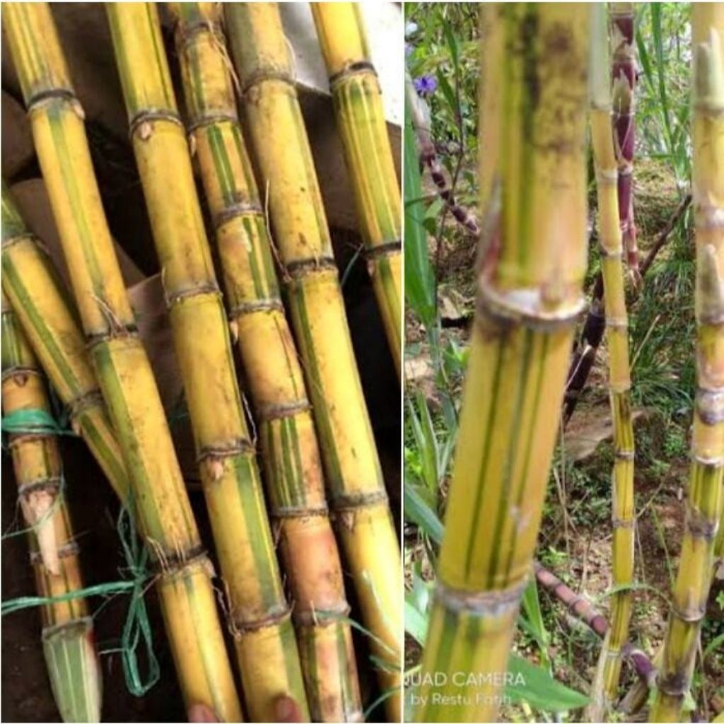 Tebu Kuning Segar - Tebu kuning Manis 1 kg
