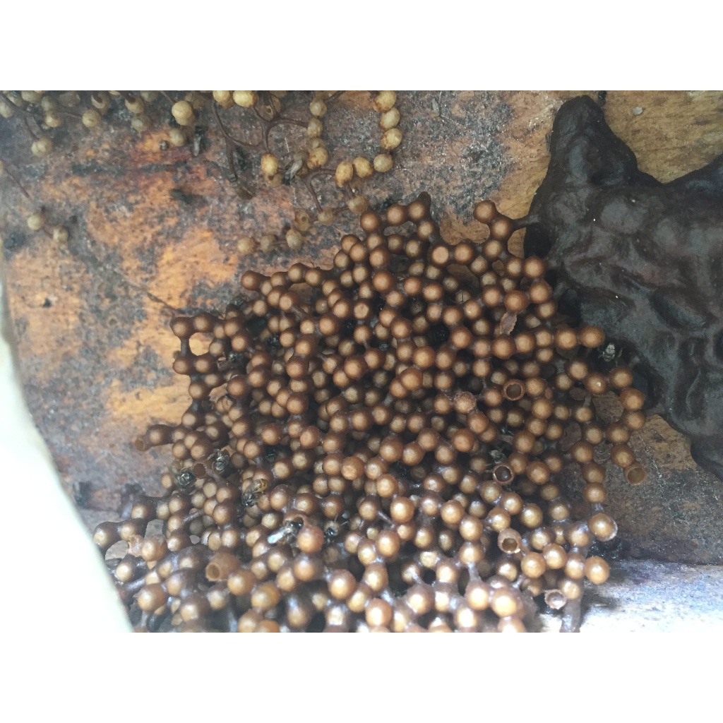 Penghasil Madu / Madu Murni  / Madu Asli / Koloni Trigona / Koloni Kelulut / Stup Trigona