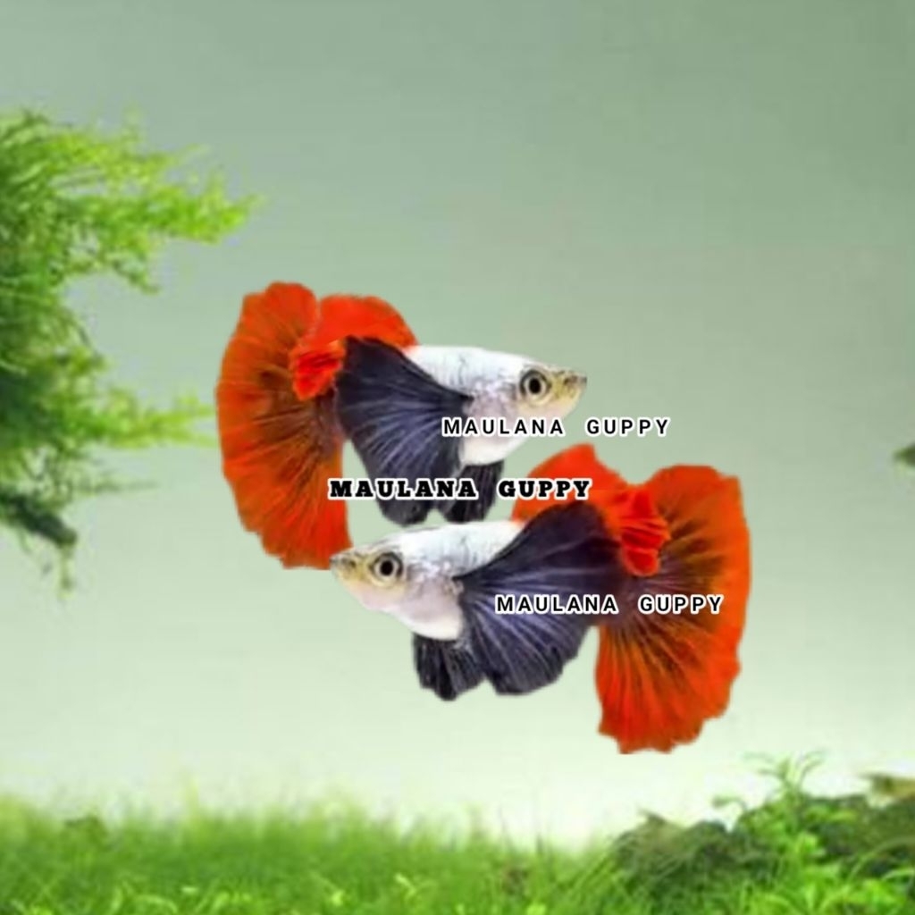 PRTDE HALFMOON HM GRADE A