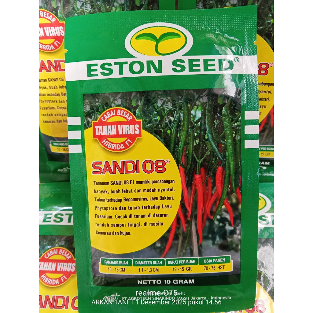 BENIH CABAI BESAR HIBRIDA F1 SANDI 08 10 GRAM - ESTON SEED
