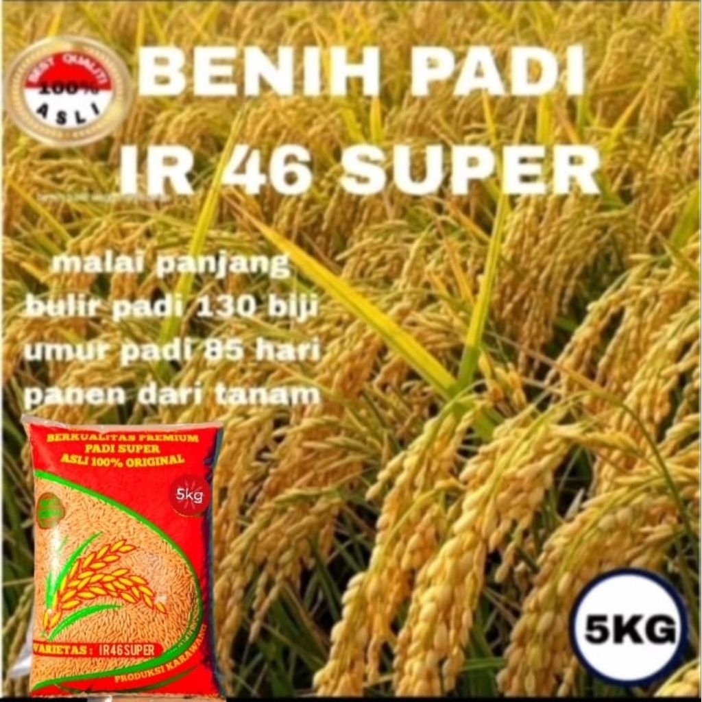 BENIH PADI IR 46 SUPER BERKUALITAS UNGGUL 5KG