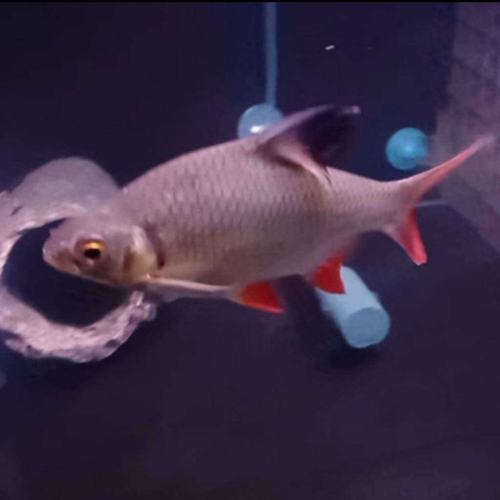 Hiasan Aquarium Kaviat Green sirip merah ukuran 16 cm ikan kaviat