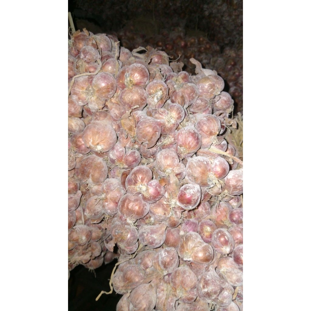 BIBIT BAWANG MERAH TAJUK (5Kg) SIAP TANAM - BAWANG MERAH NGANJUK