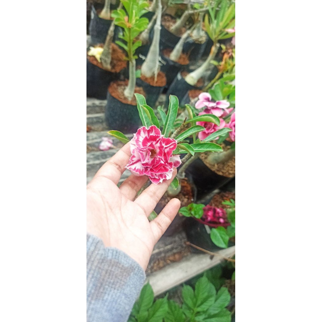 Adenium ID Black Amarylis Sudah Berbunga Bunga Tumpuk