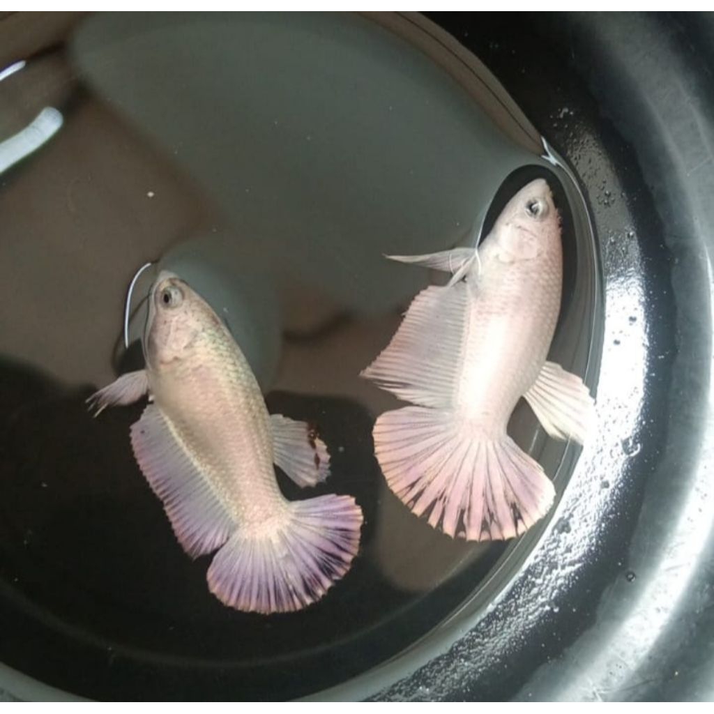 PROMO FEMALE HMPK WP full telur