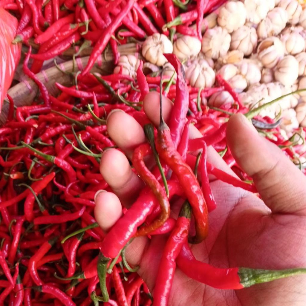 cabai kriting merah siap ready langsung dari pasar anyar bogor