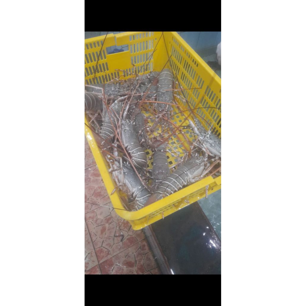 lobster mutiara size : 0.4 // lobster mutiara hidup