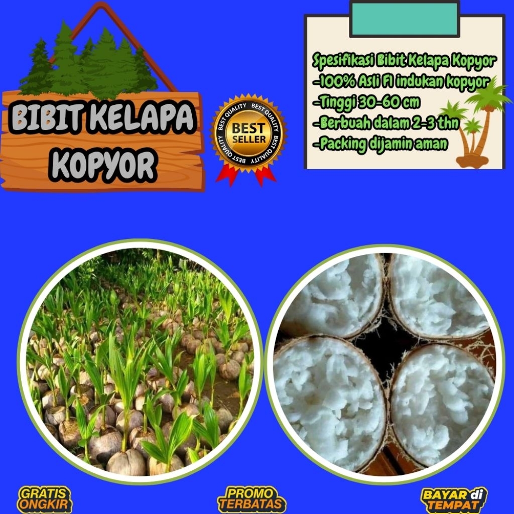 TERPERCAYA  Bibit Kelapa Kopyor Trubus