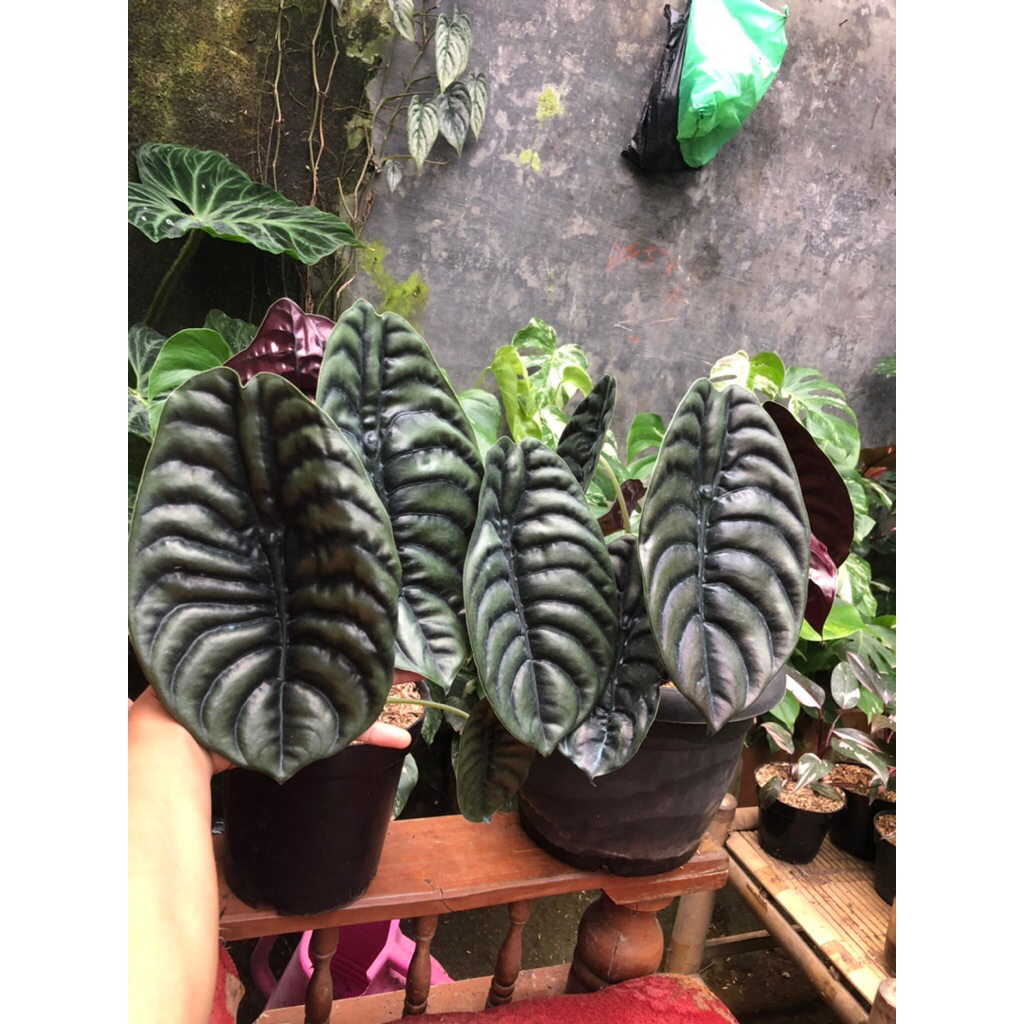 Tanaman Hias Alocasia Cuprea Dewasa / Raga manusia king super jumbo / Keladi Tengkorak